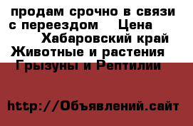 продам срочно в связи с переездом  › Цена ­ 1 500 - Хабаровский край Животные и растения » Грызуны и Рептилии   